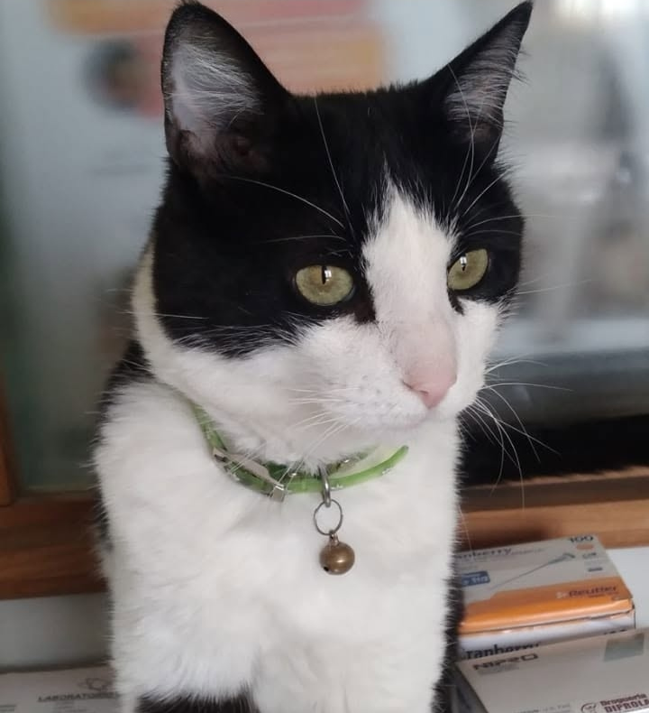 Clinica Veterinaria Patas y Colas